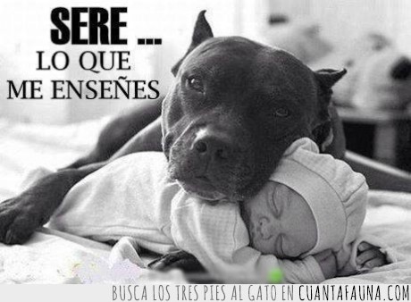 perro,pitbull,bebe,peligroso,raza,dormir,proteger,salvar